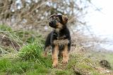 BERGER ALLEMAND 1095